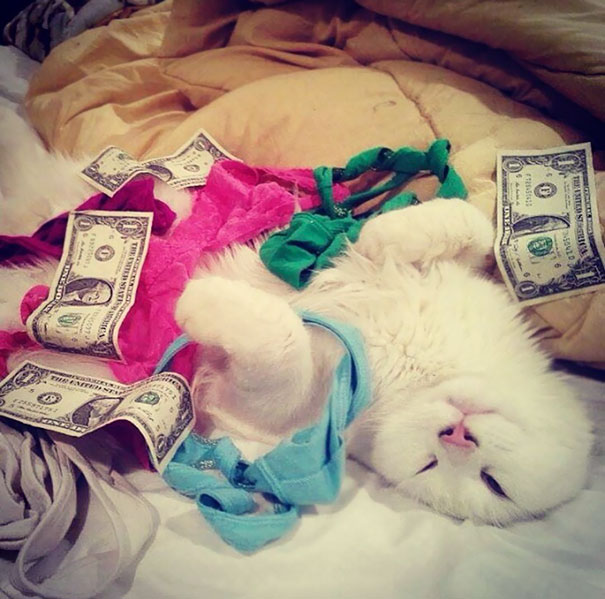 What My Girlfriend Does With My Cat While I'm At Work