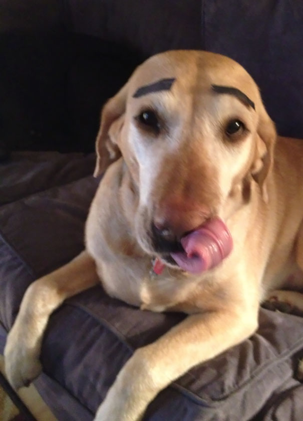 I'm Not Allowed To Dogsit Anymore