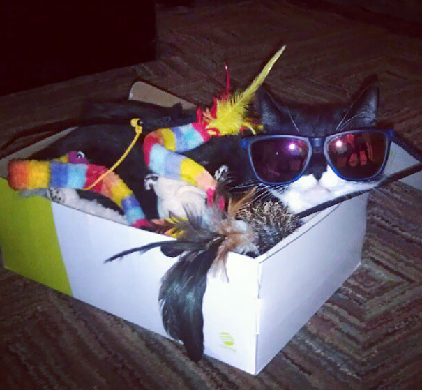 I Left My Buddy Alone With My Cat For A Minute To Use The Bathroom And Came Back To This