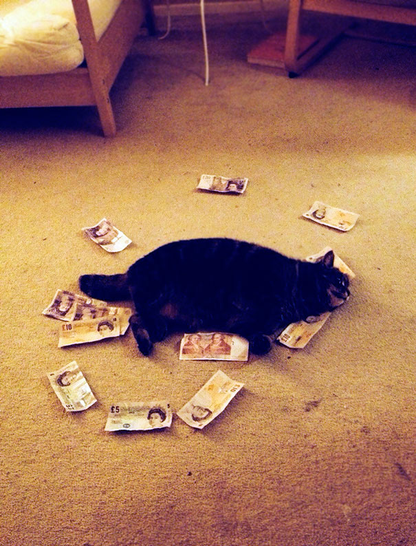 I Leave My Boyfriend At Home Alone With The Cat For One Day And Come Home To This