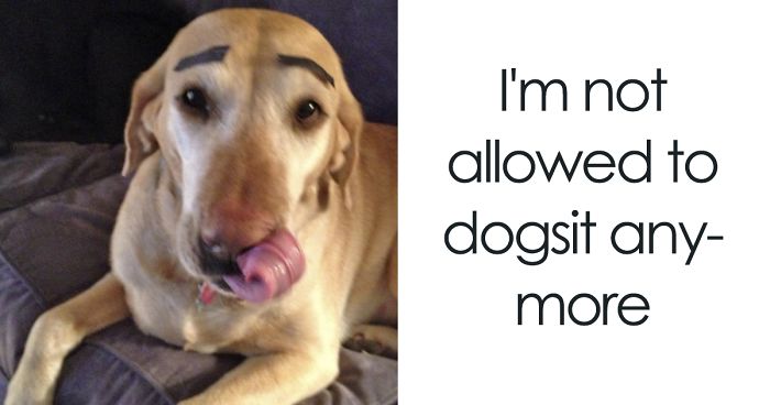 47 Pet Owners Who Regret Letting Other People Look After Their Animals