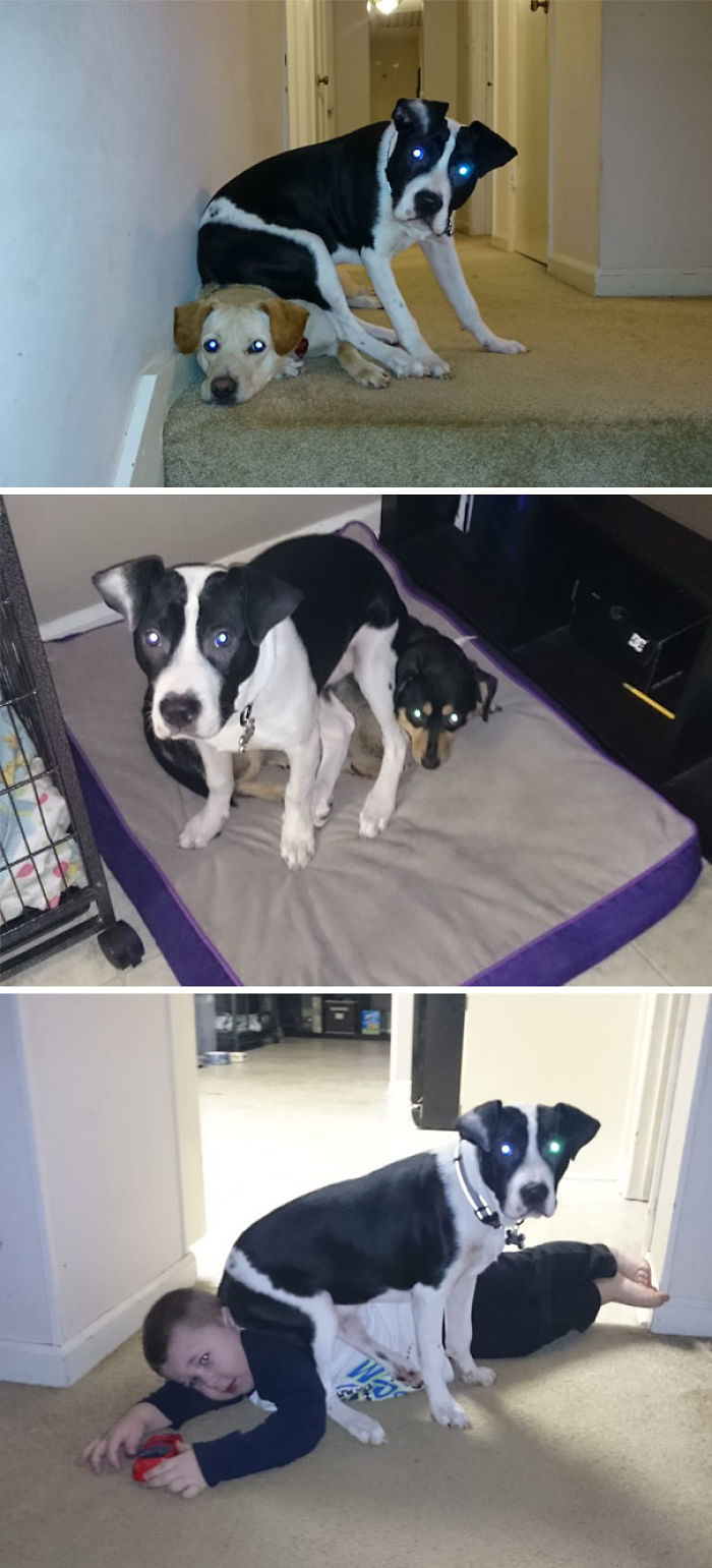 This Dog Who Doesn't Give A Damn And Just Sits On Others