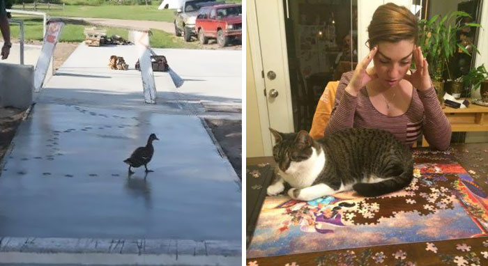 20 Animales a los que les da todo igual