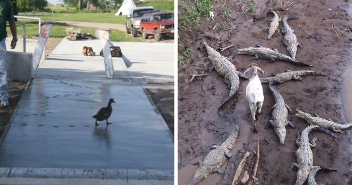 30 Animals Who Absolutely Don’t Give A Damn