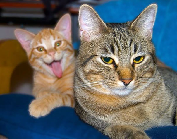 Funny Cat Photobombs