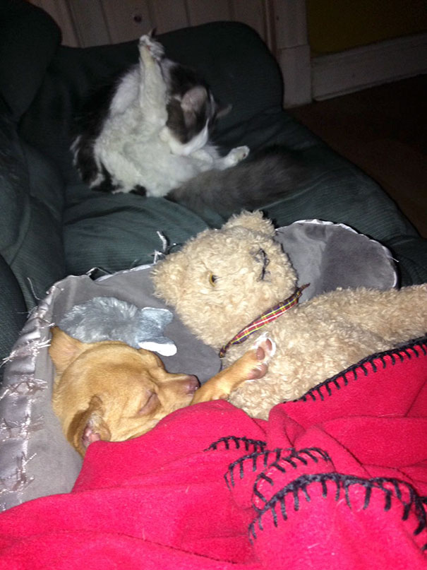 Funny Cat Photobombs