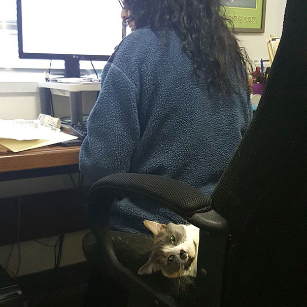 Funny Cat Photobombs