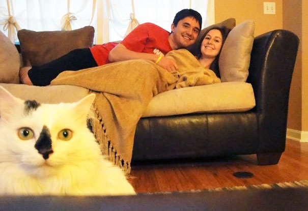 Funny Cat Photobombs