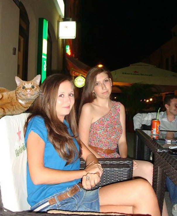 Funny Cat Photobombs