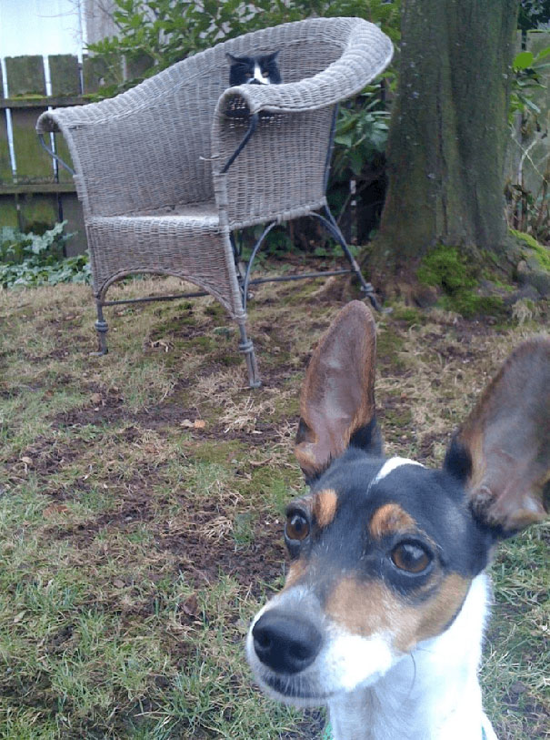 Funny Cat Photobombs