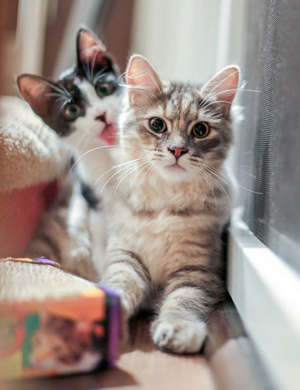 Funny Cat Photobombs