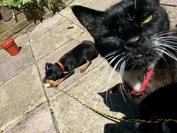 Funny Cat Photobombs