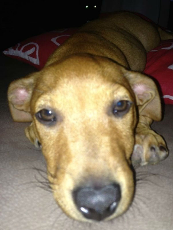 Funny Cat Photobombs