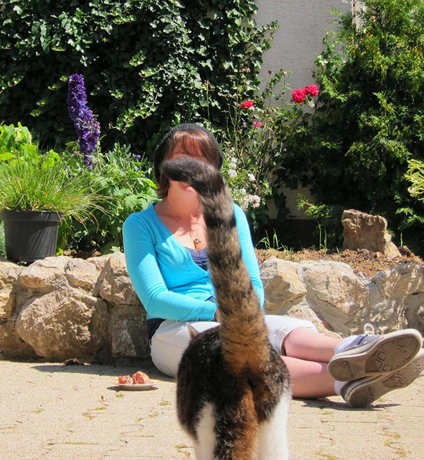 Funny Cat Photobombs