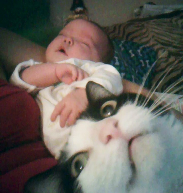 Funny Cat Photobombs