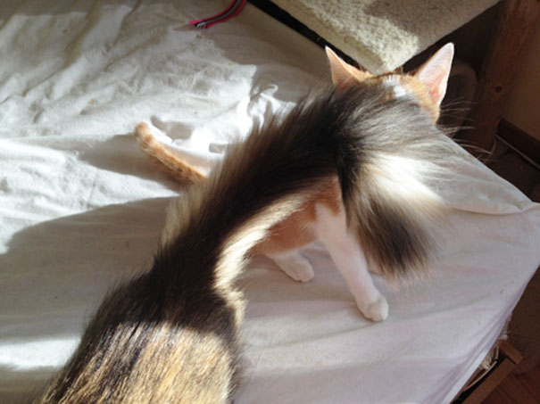 Funny Cat Photobombs