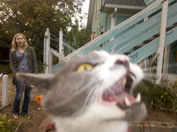 Funny Cat Photobombs