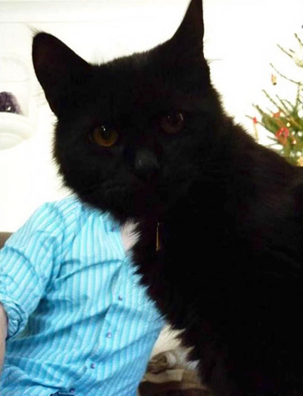 Funny Cat Photobombs