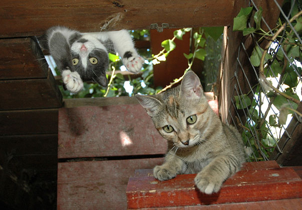 Funny Cat Photobombs