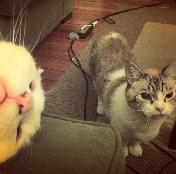 Funny Cat Photobombs