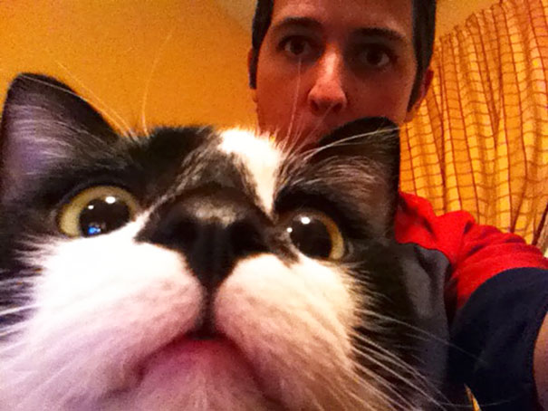 Funny Cat Photobombs