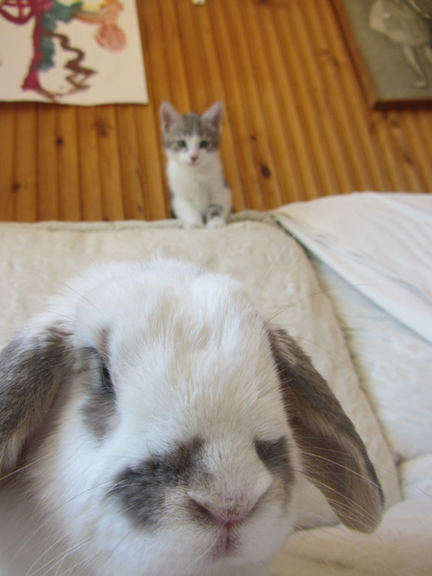 Funny Cat Photobombs