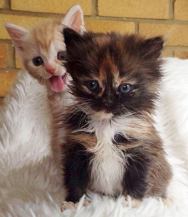 Funny Cat Photobombs