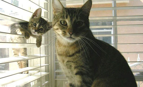 Funny Cat Photobombs