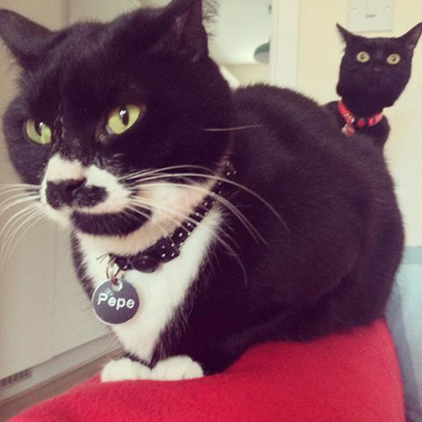 Funny Cat Photobombs