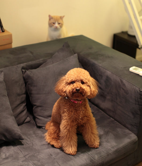 Funny Cat Photobombs