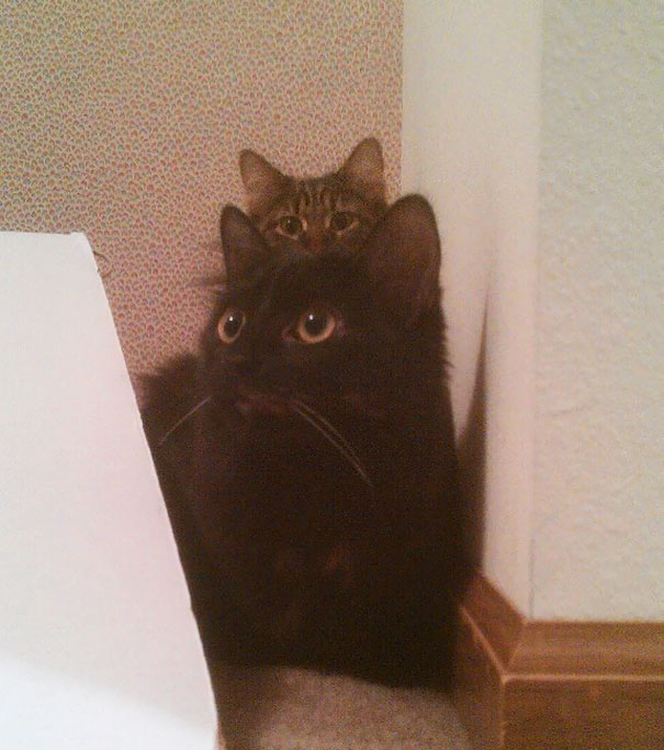 Funny Cat Photobombs