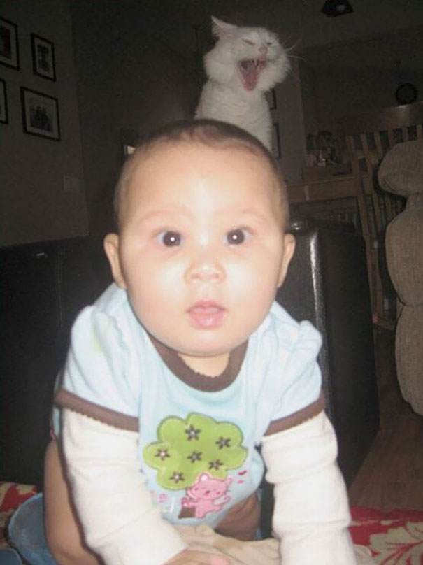 Funny Cat Photobombs