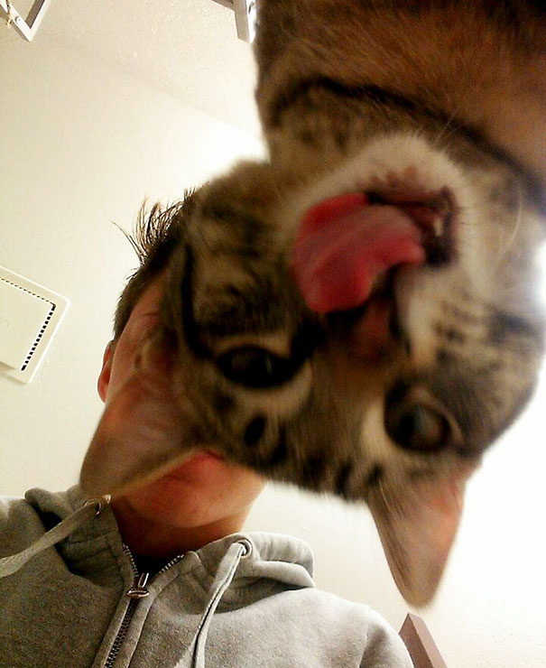 Funny Cat Photobombs