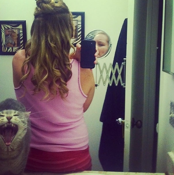 Funny Cat Photobombs