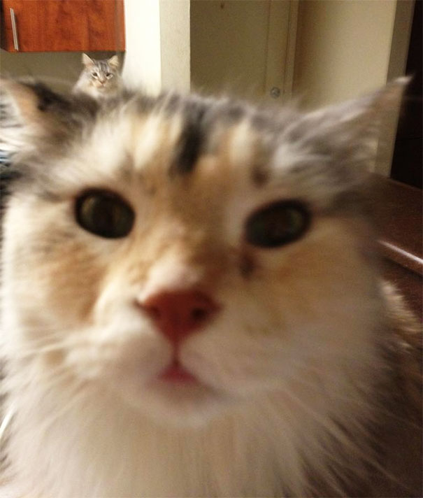 Funny Cat Photobombs