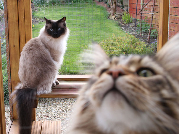 Funny Cat Photobombs