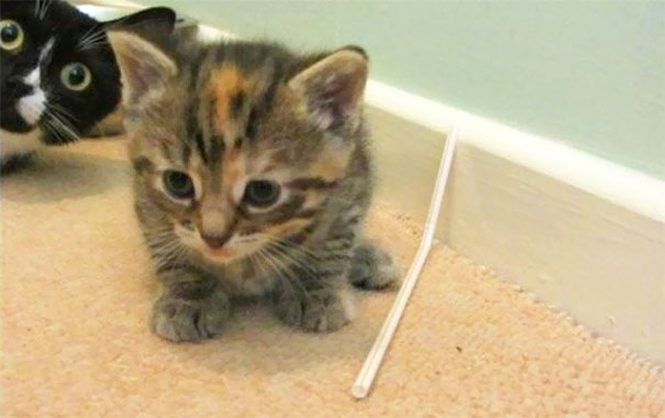 Funny Cat Photobombs