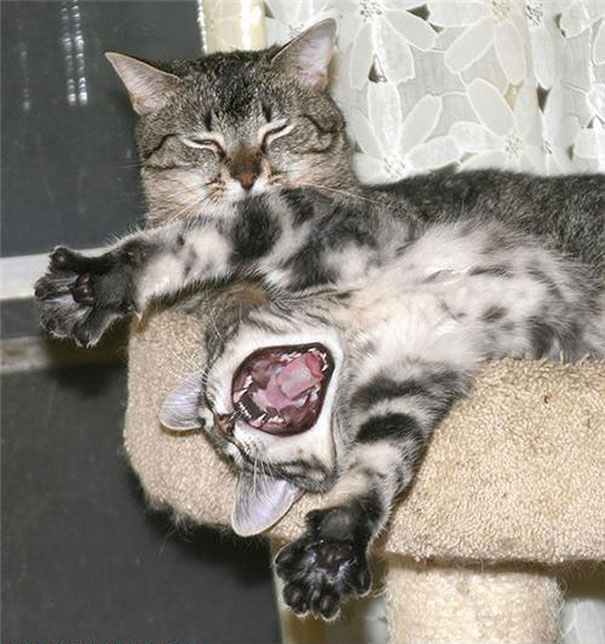 Funny Cat Photobombs