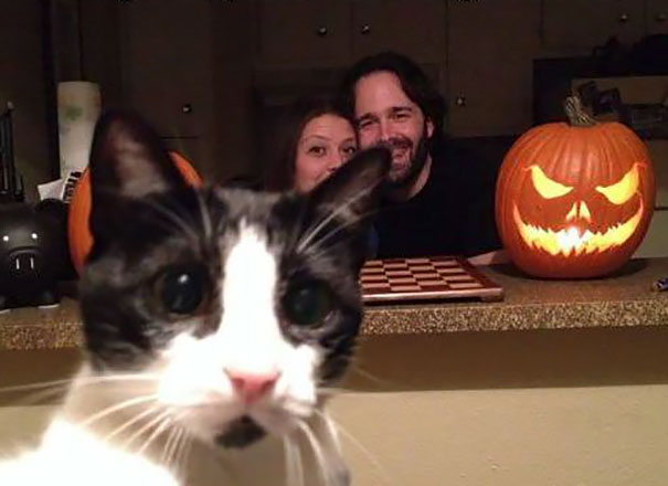Funny Cat Photobombs
