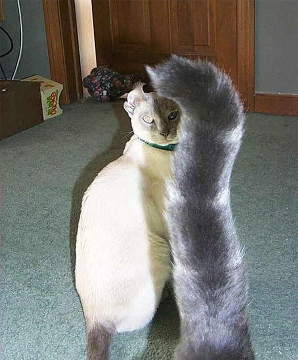 Funny Cat Photobombs