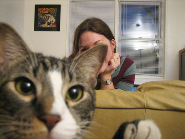 Funny Cat Photobombs
