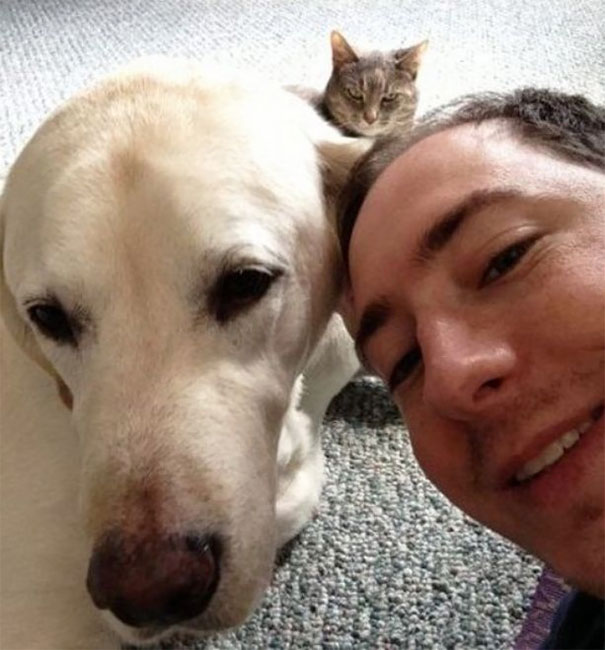 Funny Cat Photobombs