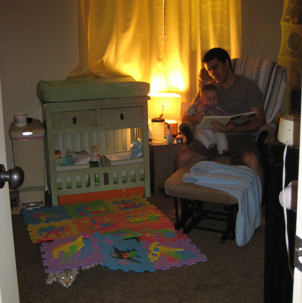 Funny Cat Photobombs