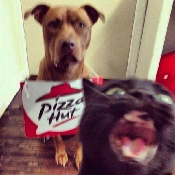 Funny Cat Photobombs