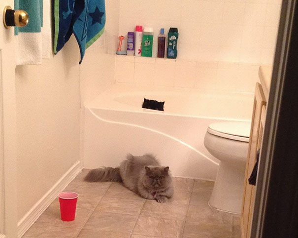 Funny Cat Photobombs