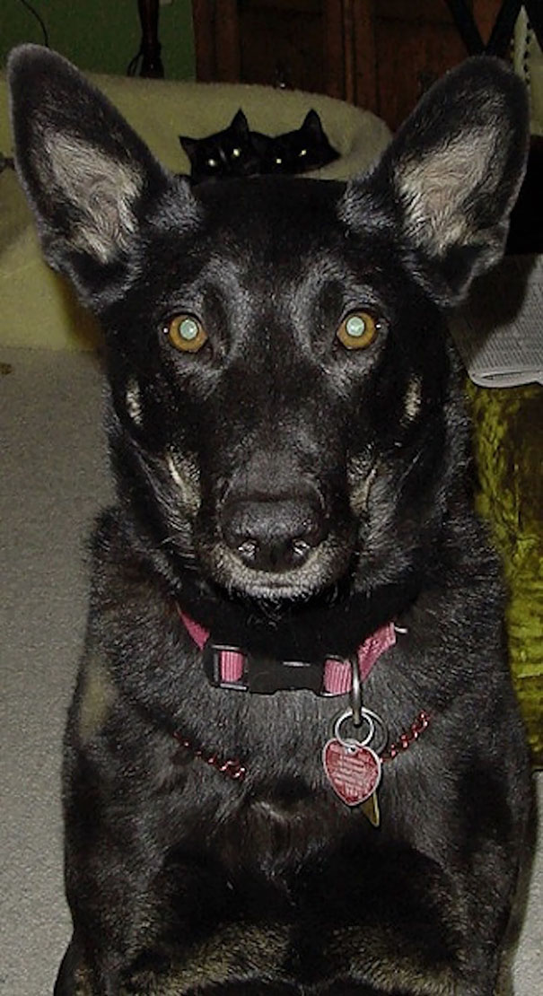 Funny Cat Photobombs