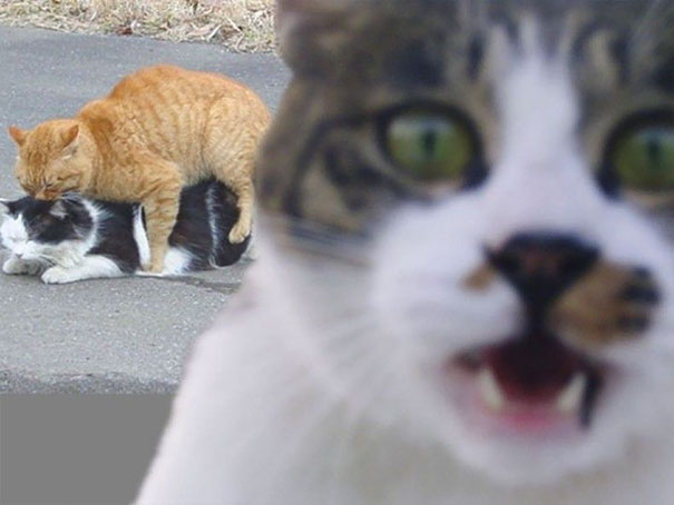 Cat Photobomb