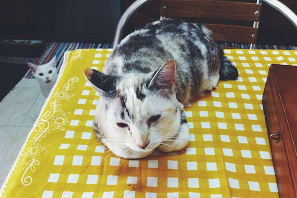 Funny Cat Photobombs