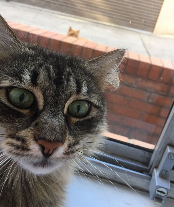 Funny Cat Photobombs