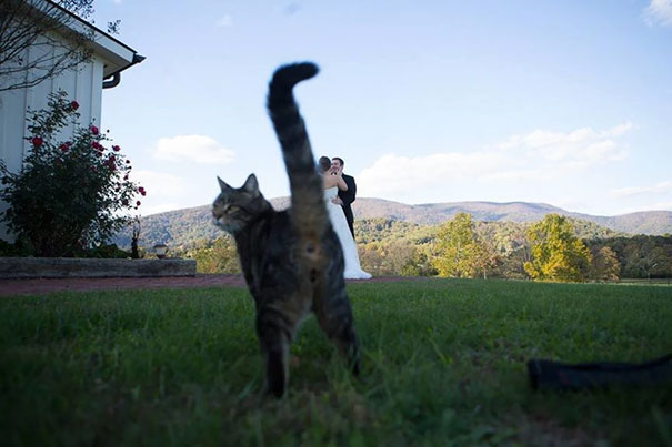 Funny Cat Photobombs